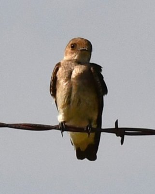 As we headed back east on the main highway, we saw this Northern Rough-winged Swallow.