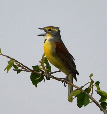 And another Dickcissel, singing