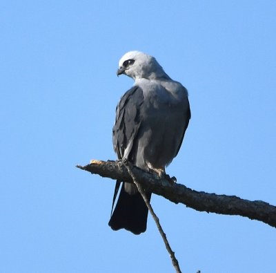 And a Mississippi Kite