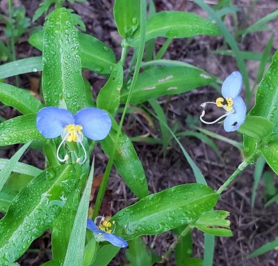 Between the 6:30AM and 7AM net check, Mary and I took some photos of the native plants in the area.
Whitemouth Dayflower
(Commelina erecta)