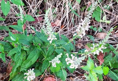 American Germander
(Teucrium canadense)