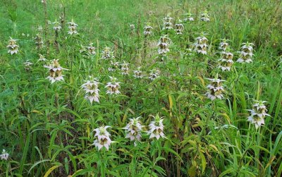 Spotted Horse Mint
(Monarda punctata)