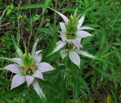 Spotted Horse Mint
(Monarda punctata)