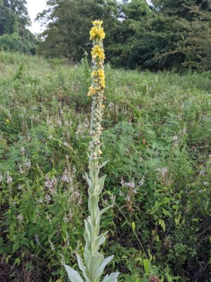 Orange Mullein
(Verbascum phlomoides)