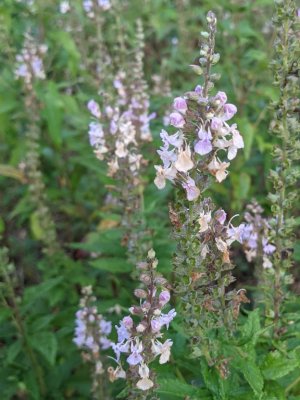 American Germander
(Teucrium canadense)