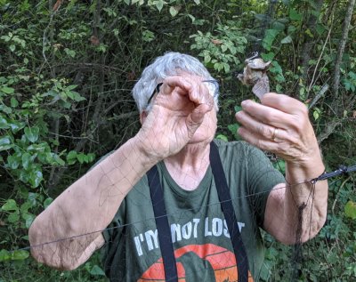 Ann extricates the first bird of the morning from the net, a young Indigo Bunting.