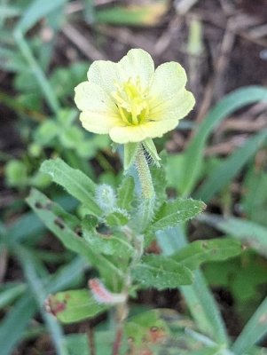 cut-leaf evening primrose, Oenothera laciniata