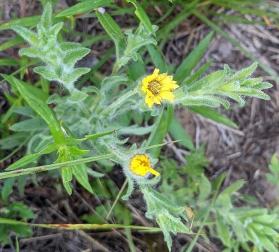 Chrysopsis pilosa, Golden Aster