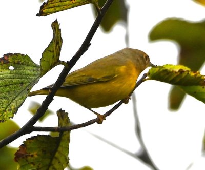 I went to Martin Park Nature Center in the morning to start a list for the Fall 2021 OK Bioblitz. 
Nashville Warbler
BD: prominent eye ring, yellow underparts, grayish head indicate first Fall male