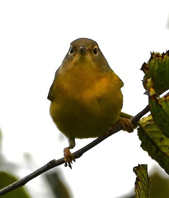 Nashville Warbler