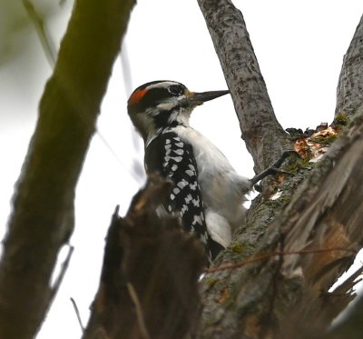 We've rarely seen Hairy Woodpeckers, so this male was a nice surprise.