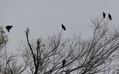 These American Crows had been mobbing something to the W of the park, but I never got a look at what it was.
