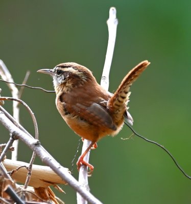 This Carolina Wren was poking around a brush pile between the path and the creek. 