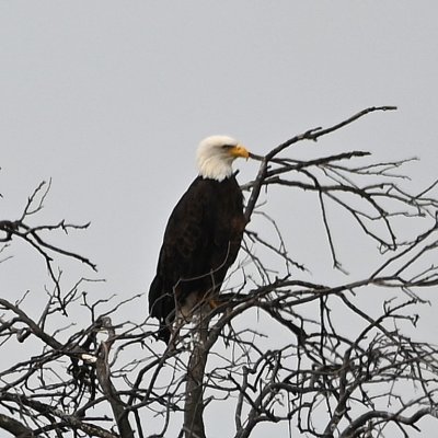 From Martin Park, I drove over to the erstwhile 'Mustang Playas,' now known as N. Yukon Parkway. This Bald Eagle was perched on the W side of the road behind the cattle yard. 