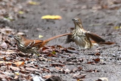 I drove E on Foreman Road to what Google and Garmin call NW 63rd and went north. There were some puddles in the road from the recent rain and they were getting a lot of action, including this pair of Brown Thrashers.