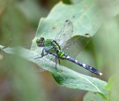 Common Pondhawk Dragonfly