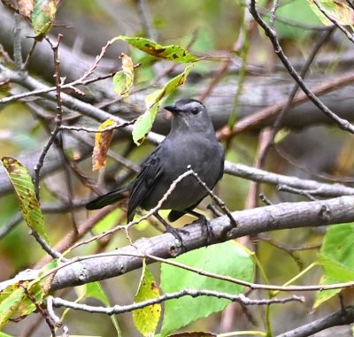 One of at least two Gray Catbirds in the area