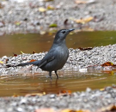 The Gray Catbird also wanted to use the water.