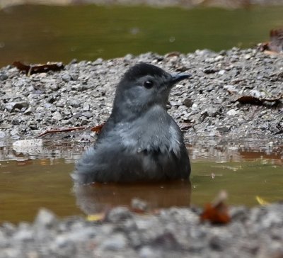 Gray Catbird, bathing in a puddle in the road
