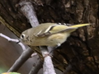 The Ruby-crowned Kinglet did not stay around for a better photo.