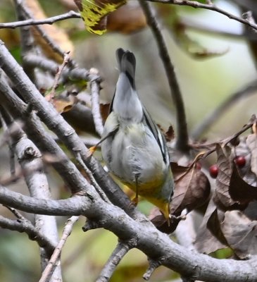 This looks like a Northern Parula to me.