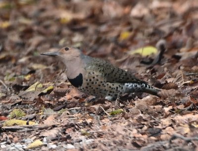 Female Yellow-shafted Flicker