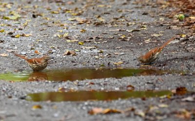 Two Brown Thrashers again