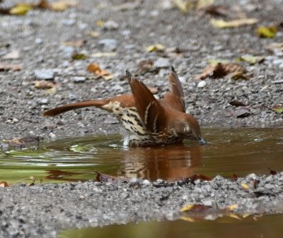 Bathing Brown Thrasher