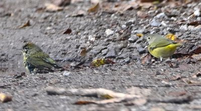 I think this is an Orange-crowned Warbler, bathing on the left, with a Nashville Warbler to its right.