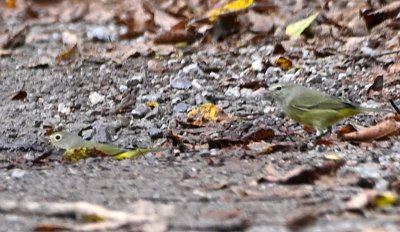 It looks like the Nashville Warbler was about to take its turn in the bath with another Orange-crowned Warbler queued up behind.