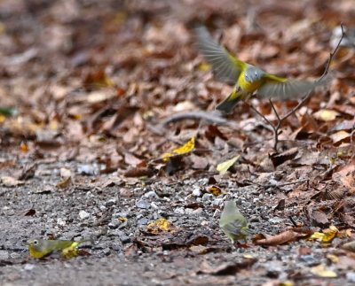 Two Nashville Warblers and an Orange-crowned Warbler