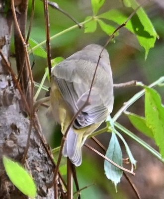 Back view of Orange-crowned Warbler