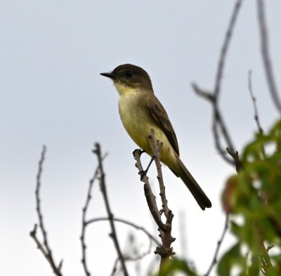 At the N end of the road, I found this Eastern Phoebe flycatching from a snag.