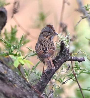 In the brush below the phoebe, this Lincoln Sparrow was hopping around.
