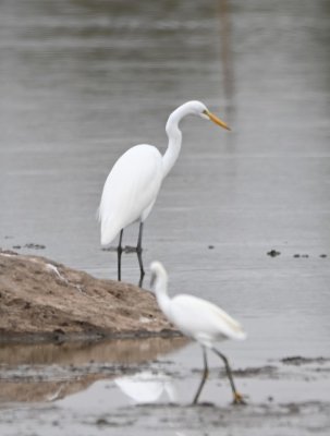 Next I drove over to Sara Road and the Rose Lake area. There were dozens of Great Egrets and at least a dozen Snowy Egrets on the W side of the road.