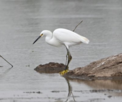 Snowy Egret