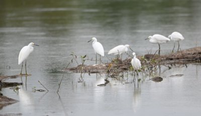 More of the Snowy Egrets