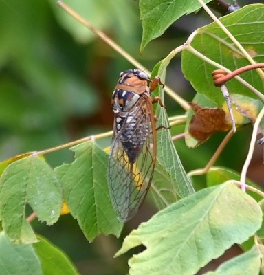 At the corner of Sara Road and NW 63rd, this cicada flew into a bush.
BD: Prairie Cicada