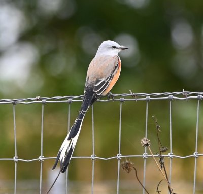 Farther E on 63rd, there were 4-5 Scissor-tailed Flycatchers on the wire and fence.