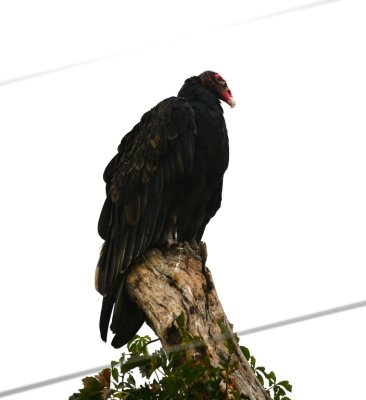 At Morgan Road, a number of Turkey Vultures were perched in a tree on the E side of the road.