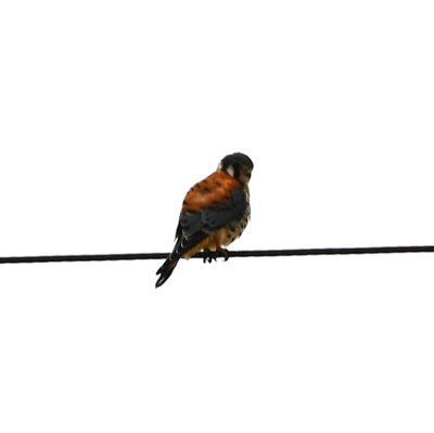 Farther S on Morgan Rd, I spotted an American Kestrel on the power line.