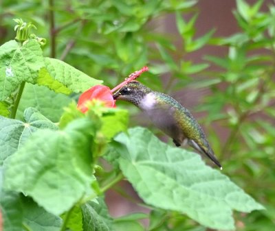 ...then he solved the riddle of where that pollen on the top of his head came from.