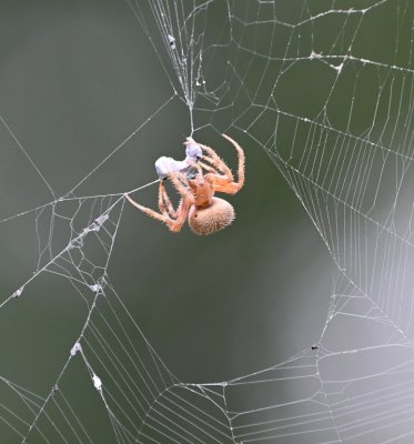 Out back, there were several Spotted Orb Weaver spiders like this one, that seemed to be wrapping up a meal.
BD: Neoscona crucifera--Spotted Orb-weaver Spider