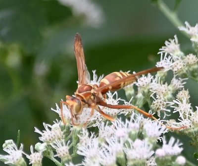 Paper wasp
BD: Polistes apachus
