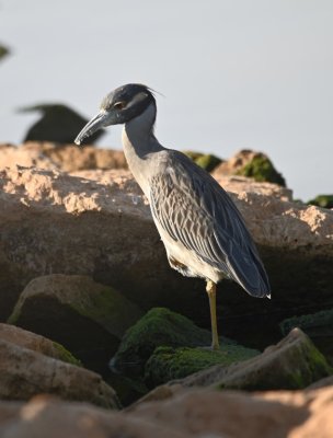 Later in the day, Mary and I drove over to Lake Hefner to look around. This Yellow-crowned Night Heron was among the rocks on the E side of the flagpole area at Stars and Stripes Park.