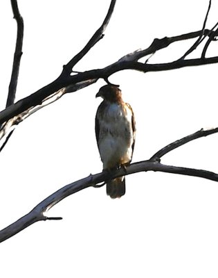 At the time, we thought this was an Osprey at the pond on the S side of the lake, but after cropping and lightening the photo, it looks to be a Red-tailed Hawk.