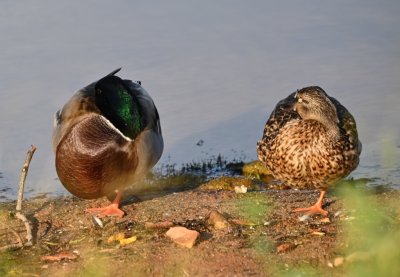A pair of Mallards tucked in