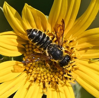 An interesting native bee on a sunflower W of Hobie Point
IDd by iNaturalist as Pugnacious Leafcutter Bee