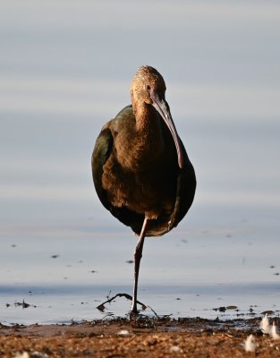 Neither the ducks nor the ibis seemed to be concerned about my getting out of the car to get a photo with some better light.