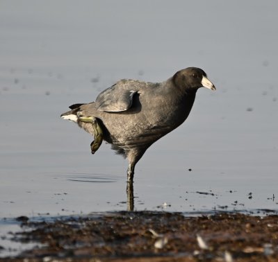 The American Coot seemed to be demonstrating it too could stand on one leg.